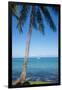 Palm trees, Anse Vata beach, Noumea, New Caledonia, Pacific-Michael Runkel-Framed Premium Photographic Print