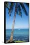 Palm trees, Anse Vata beach, Noumea, New Caledonia, Pacific-Michael Runkel-Framed Stretched Canvas