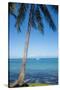 Palm trees, Anse Vata beach, Noumea, New Caledonia, Pacific-Michael Runkel-Stretched Canvas