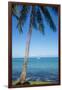 Palm trees, Anse Vata beach, Noumea, New Caledonia, Pacific-Michael Runkel-Framed Photographic Print