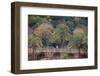 Palm Trees are Abundant Within the Grounds of Park Guell in Barcelona, Spain-Paul Dymond-Framed Photographic Print