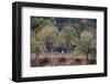 Palm Trees are Abundant Within the Grounds of Park Guell in Barcelona, Spain-Paul Dymond-Framed Photographic Print