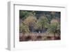 Palm Trees are Abundant Within the Grounds of Park Guell in Barcelona, Spain-Paul Dymond-Framed Photographic Print