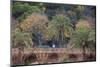 Palm Trees are Abundant Within the Grounds of Park Guell in Barcelona, Spain-Paul Dymond-Mounted Photographic Print