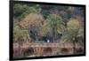 Palm Trees are Abundant Within the Grounds of Park Guell in Barcelona, Spain-Paul Dymond-Framed Photographic Print