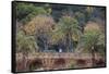 Palm Trees are Abundant Within the Grounds of Park Guell in Barcelona, Spain-Paul Dymond-Framed Stretched Canvas