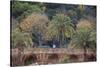 Palm Trees are Abundant Within the Grounds of Park Guell in Barcelona, Spain-Paul Dymond-Stretched Canvas