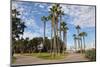 Palm Trees at Coronado Island in San Diego, California-sainaniritu-Mounted Photographic Print