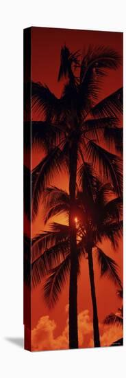 Palm Trees at Dusk, Kalapaki Beach, Kauai, Hawaii, USA-null-Stretched Canvas