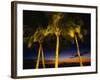 Palm Trees at Dusk, Waikiki Beach, HI-Walter Bibikow-Framed Photographic Print