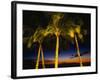 Palm Trees at Dusk, Waikiki Beach, HI-Walter Bibikow-Framed Photographic Print