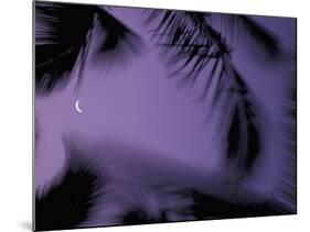 Palm Trees at Dusk with Crescent Moon, Big Island, Hawaii, USA-Merrill Images-Mounted Photographic Print