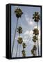 Palm Trees at Hollywood Forever Memorial Park Final Resting Place for Many a Hollywood Star in…-null-Framed Stretched Canvas