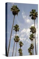 Palm Trees at Hollywood Forever Memorial Park Final Resting Place for Many a Hollywood Star in…-null-Stretched Canvas