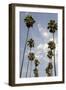 Palm Trees at Hollywood Forever Memorial Park Final Resting Place for Many a Hollywood Star in…-null-Framed Photographic Print