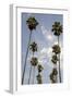 Palm Trees at Hollywood Forever Memorial Park Final Resting Place for Many a Hollywood Star in…-null-Framed Photographic Print