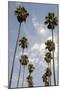 Palm Trees at Hollywood Forever Memorial Park Final Resting Place for Many a Hollywood Star in…-null-Mounted Photographic Print