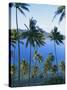 Palm Trees at Matangi Island, Qamea Island in Background, Fiji, South Pacific Islands-Lousie Murray-Stretched Canvas