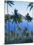 Palm Trees at Matangi Island, Qamea Island in Background, Fiji, South Pacific Islands-Lousie Murray-Mounted Photographic Print