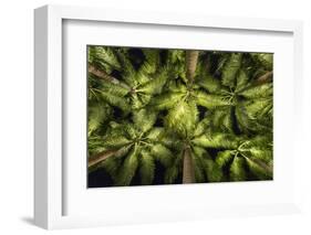 Palm Trees at Night, Singapore-Paul Souders-Framed Photographic Print