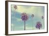 Palm Trees at Santa Monica Beach.-2mmedia-Framed Photographic Print