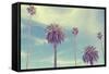 Palm Trees at Santa Monica Beach.-2mmedia-Framed Stretched Canvas