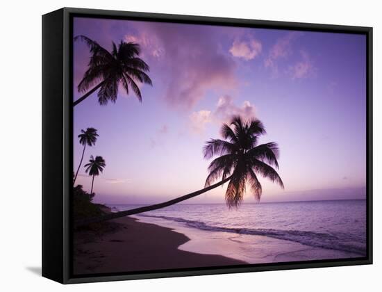 Palm Trees at Sunset, Coconut Grove Beach at Cade's Bay, Nevis, Caribbean-Greg Johnston-Framed Stretched Canvas