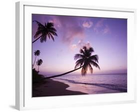 Palm Trees at Sunset, Coconut Grove Beach at Cade's Bay, Nevis, Caribbean-Greg Johnston-Framed Photographic Print