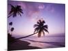Palm Trees at Sunset, Coconut Grove Beach at Cade's Bay, Nevis, Caribbean-Greg Johnston-Mounted Photographic Print