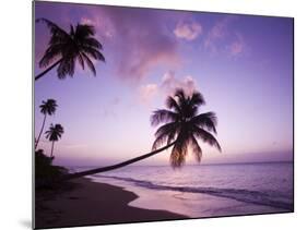 Palm Trees at Sunset, Coconut Grove Beach at Cade's Bay, Nevis, Caribbean-Greg Johnston-Mounted Photographic Print