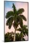 Palm Trees at Sunset - Florida-Philippe Hugonnard-Mounted Photographic Print