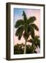 Palm Trees at Sunset - Florida-Philippe Hugonnard-Framed Photographic Print