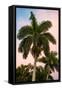 Palm Trees at Sunset - Florida-Philippe Hugonnard-Framed Stretched Canvas