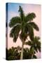 Palm Trees at Sunset - Florida-Philippe Hugonnard-Stretched Canvas