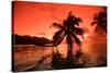 Palm Trees at Sunset, Moorea, Tahiti, French Polynesia-null-Stretched Canvas