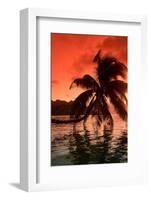 Palm Trees at Sunset, Moorea, Tahiti, French Polynesia-null-Framed Photographic Print