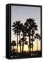 Palm Trees at Sunset, Playa De Los Amadores, Gran Canaria, Canary Islands, Spain, Atlantic, Europe-Markus Lange-Framed Stretched Canvas