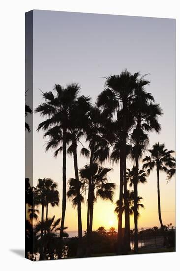 Palm Trees at Sunset, Playa De Los Amadores, Gran Canaria, Canary Islands, Spain, Atlantic, Europe-Markus Lange-Stretched Canvas