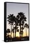 Palm Trees at Sunset, Playa De Los Amadores, Gran Canaria, Canary Islands, Spain, Atlantic, Europe-Markus Lange-Framed Stretched Canvas