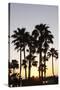 Palm Trees at Sunset, Playa De Los Amadores, Gran Canaria, Canary Islands, Spain, Atlantic, Europe-Markus Lange-Stretched Canvas