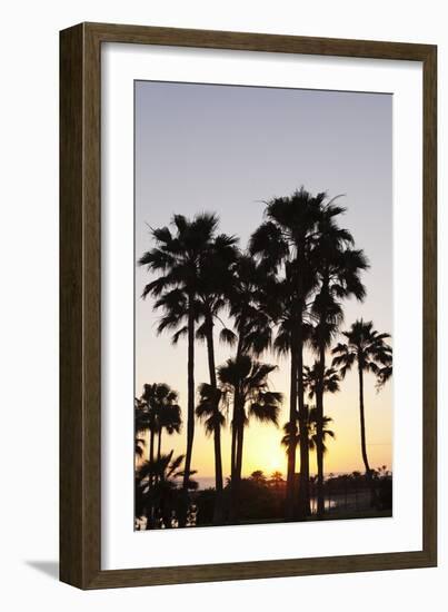 Palm Trees at Sunset, Playa De Los Amadores, Gran Canaria, Canary Islands, Spain, Atlantic, Europe-Markus Lange-Framed Photographic Print