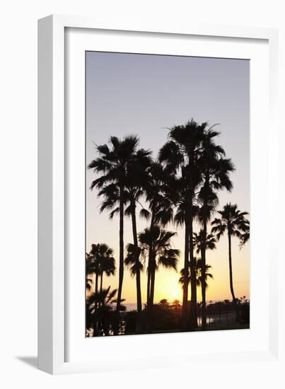 Palm Trees at Sunset, Playa De Los Amadores, Gran Canaria, Canary Islands, Spain, Atlantic, Europe-Markus Lange-Framed Photographic Print