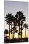 Palm Trees at Sunset, Playa De Los Amadores, Gran Canaria, Canary Islands, Spain, Atlantic, Europe-Markus Lange-Mounted Photographic Print