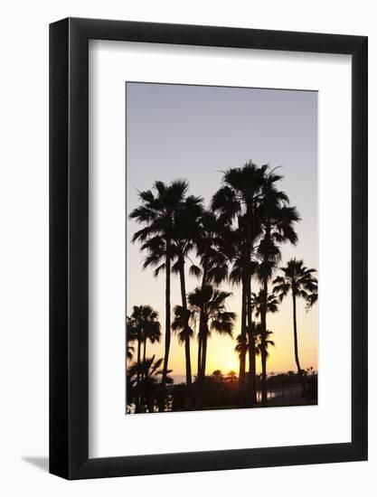 Palm Trees at Sunset, Playa De Los Amadores, Gran Canaria, Canary Islands, Spain, Atlantic, Europe-Markus Lange-Framed Photographic Print