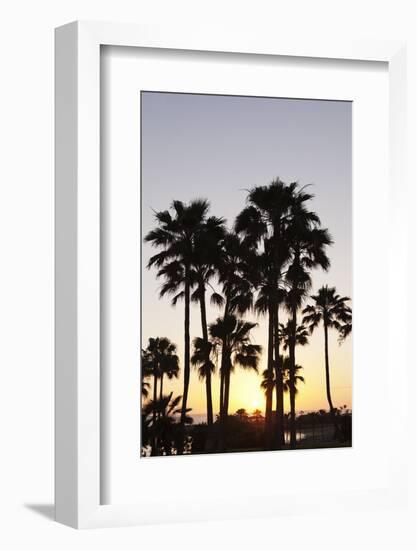 Palm Trees at Sunset, Playa De Los Amadores, Gran Canaria, Canary Islands, Spain, Atlantic, Europe-Markus Lange-Framed Photographic Print