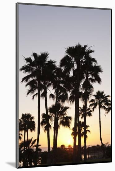 Palm Trees at Sunset, Playa De Los Amadores, Gran Canaria, Canary Islands, Spain, Atlantic, Europe-Markus Lange-Mounted Photographic Print