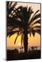 Palm Trees at Sunset, Playa De Los Amadores, Gran Canaria, Canary Islands, Spain, Atlantic, Europe-Markus Lange-Mounted Photographic Print