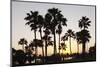 Palm Trees at Sunset, Playa De Los Amadores, Gran Canaria, Canary Islands, Spain, Atlantic, Europe-Markus Lange-Mounted Photographic Print