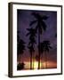 Palm Trees at Sunset, Puerto Rico-Greg Johnston-Framed Photographic Print