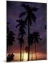 Palm Trees at Sunset, Puerto Rico-Greg Johnston-Mounted Photographic Print